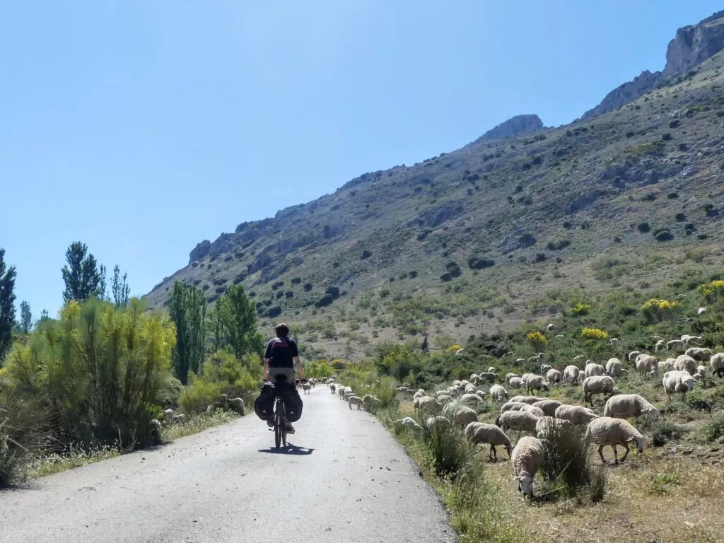 cycliste qui traverse troupeau de moutons