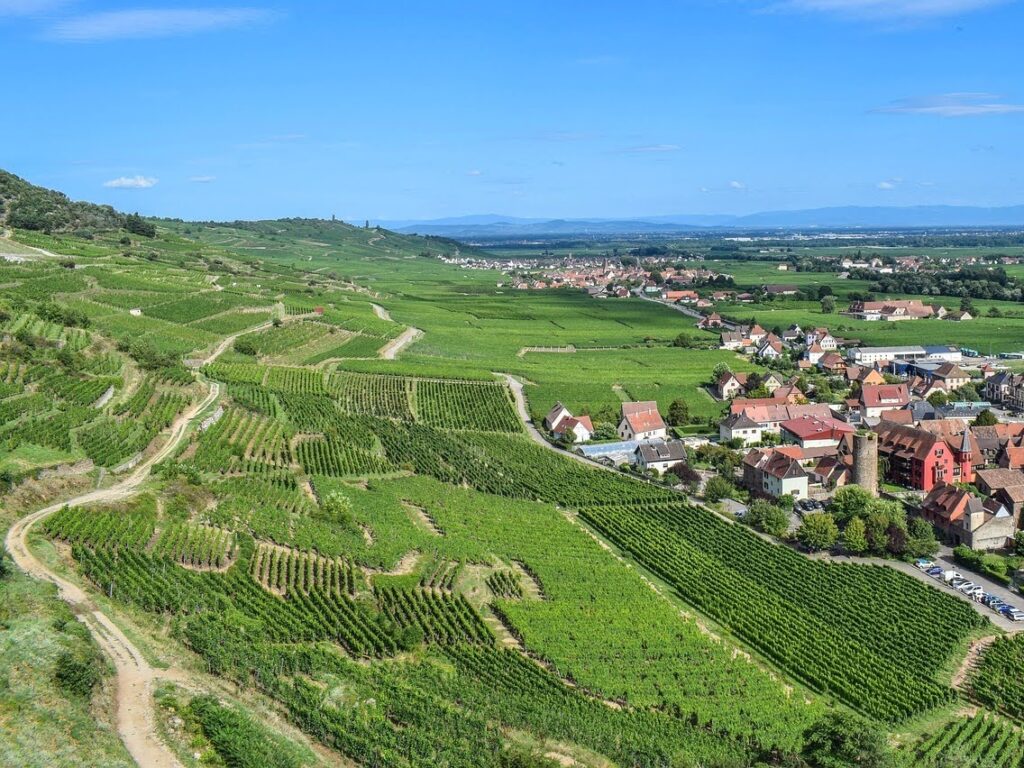 vue sur les vignobles alsaciens