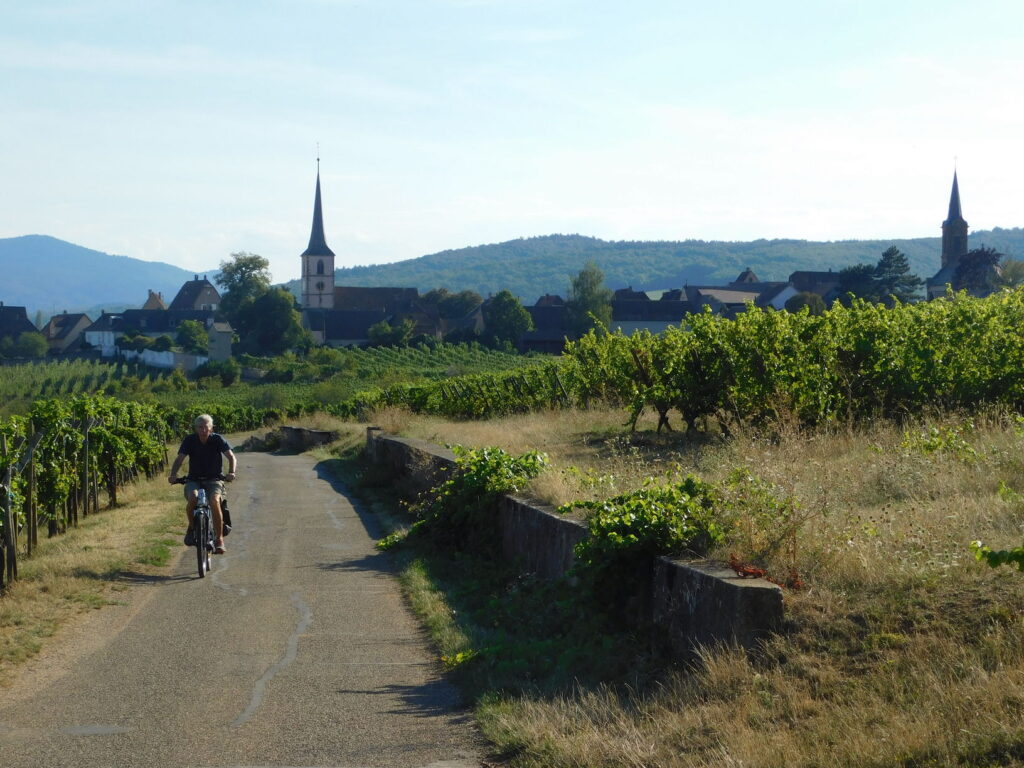 cycliste faisant du vélo dans les vignobles