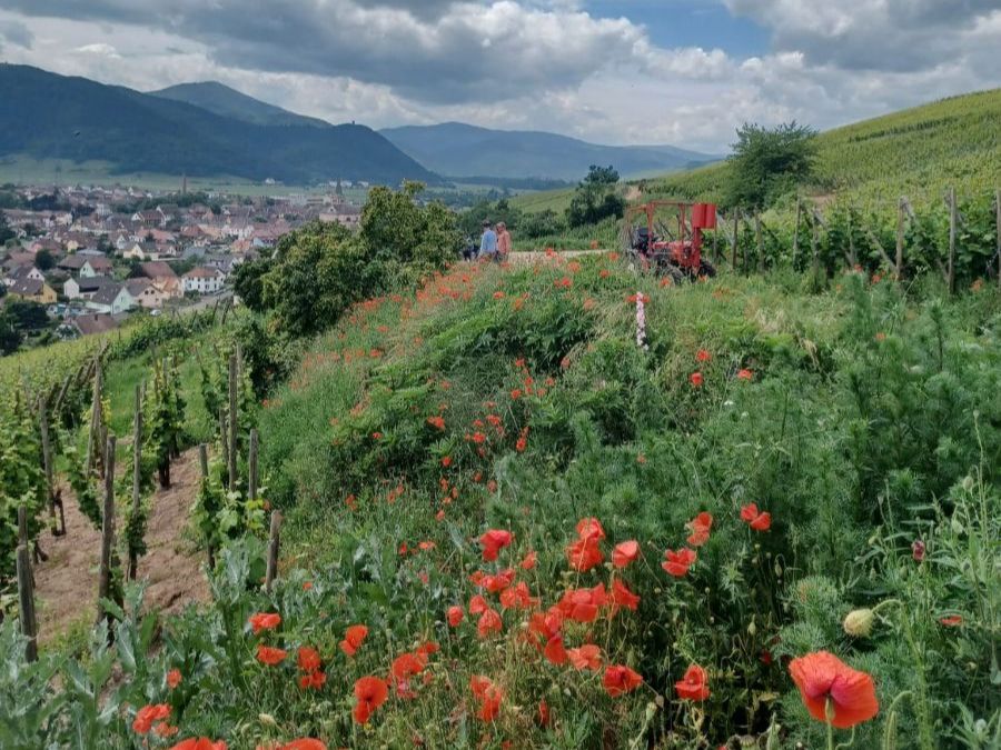 Paysage alsace