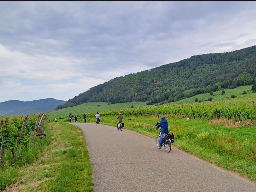 Landscape Alsace Bike Tour