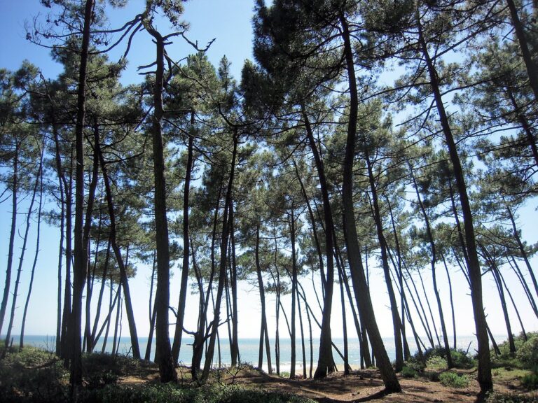 Forêts de pins