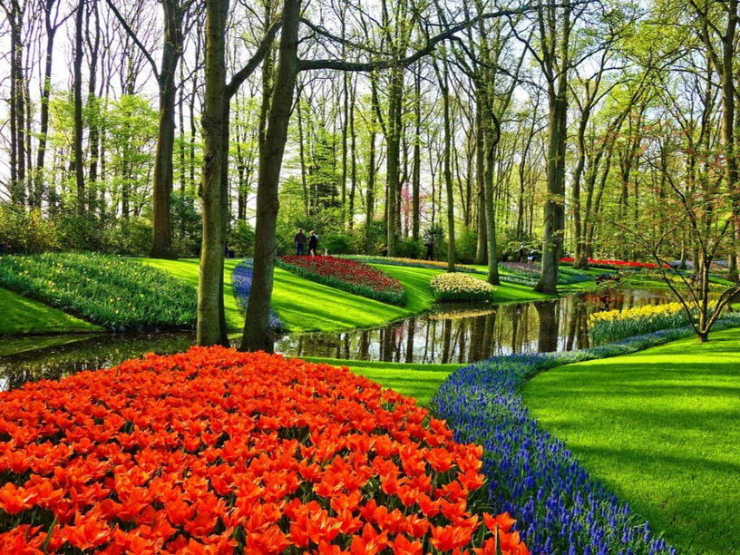 tulipes dans le Keukenhof