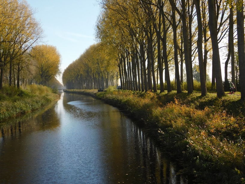 joli canal bordé de peupliers en Flandre